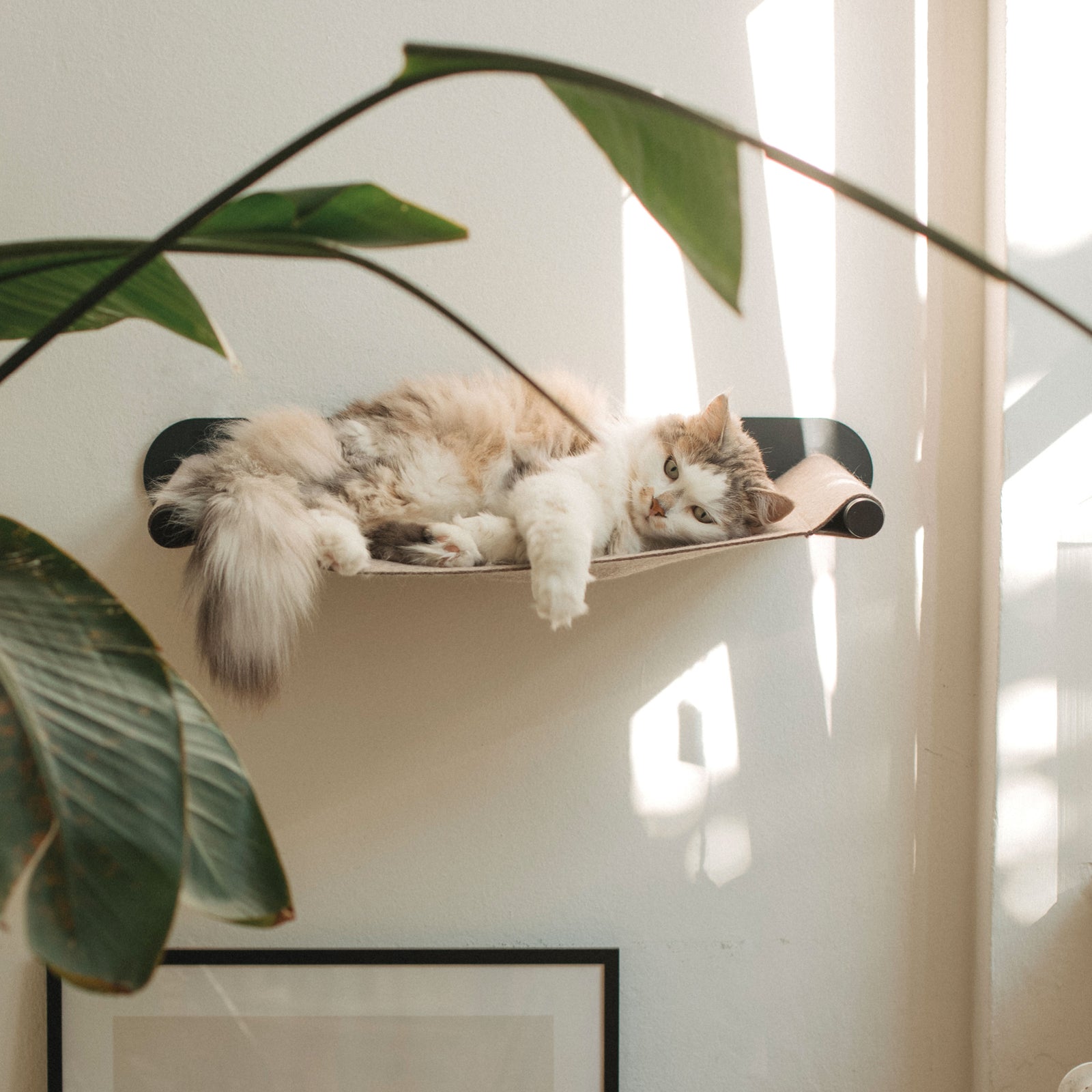 Langhaarige Katze ruht in einer beigen Hängematte an der Wand, umgeben von Sonnenlicht und großen Zimmerpflanzen.