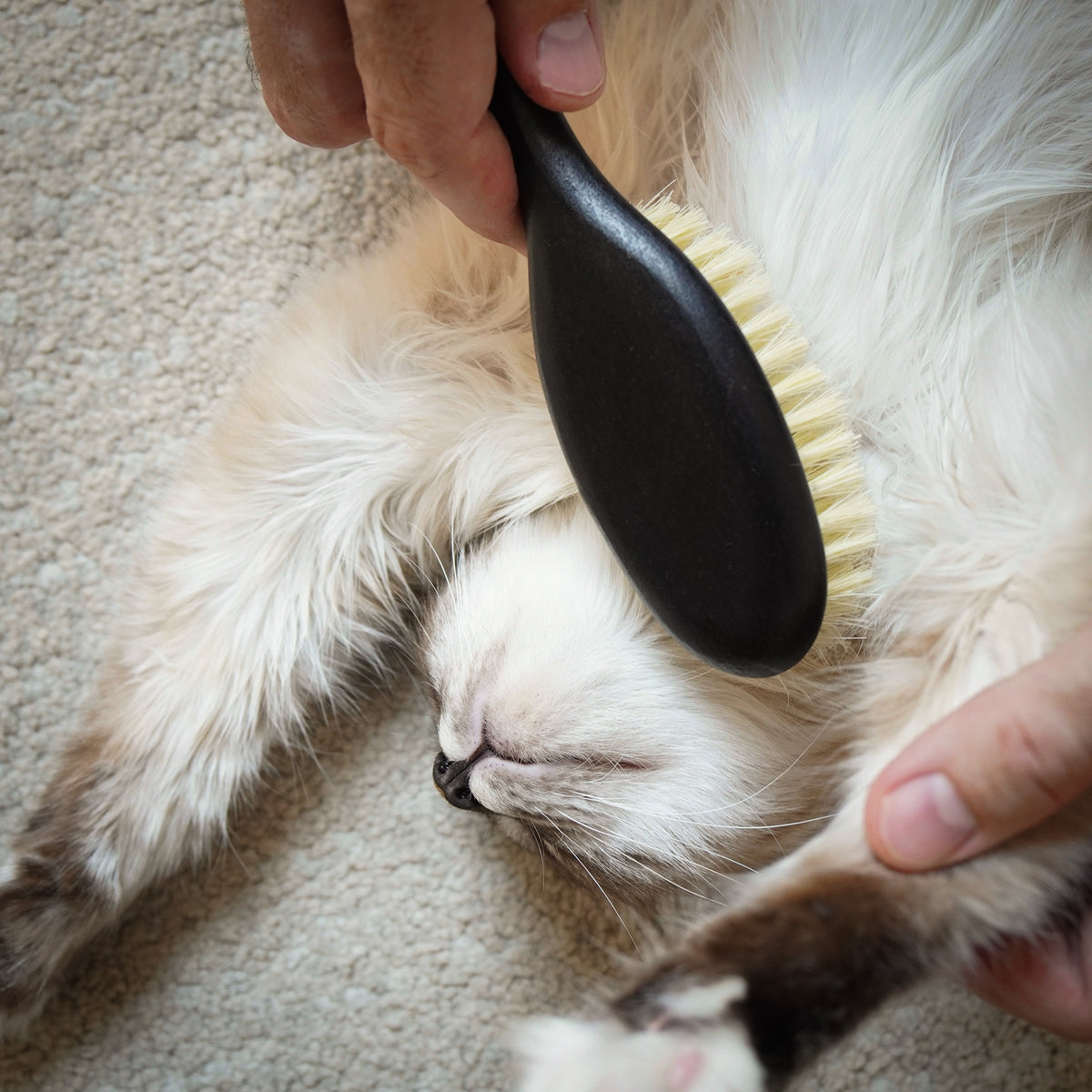 Fellpflege für Katzen