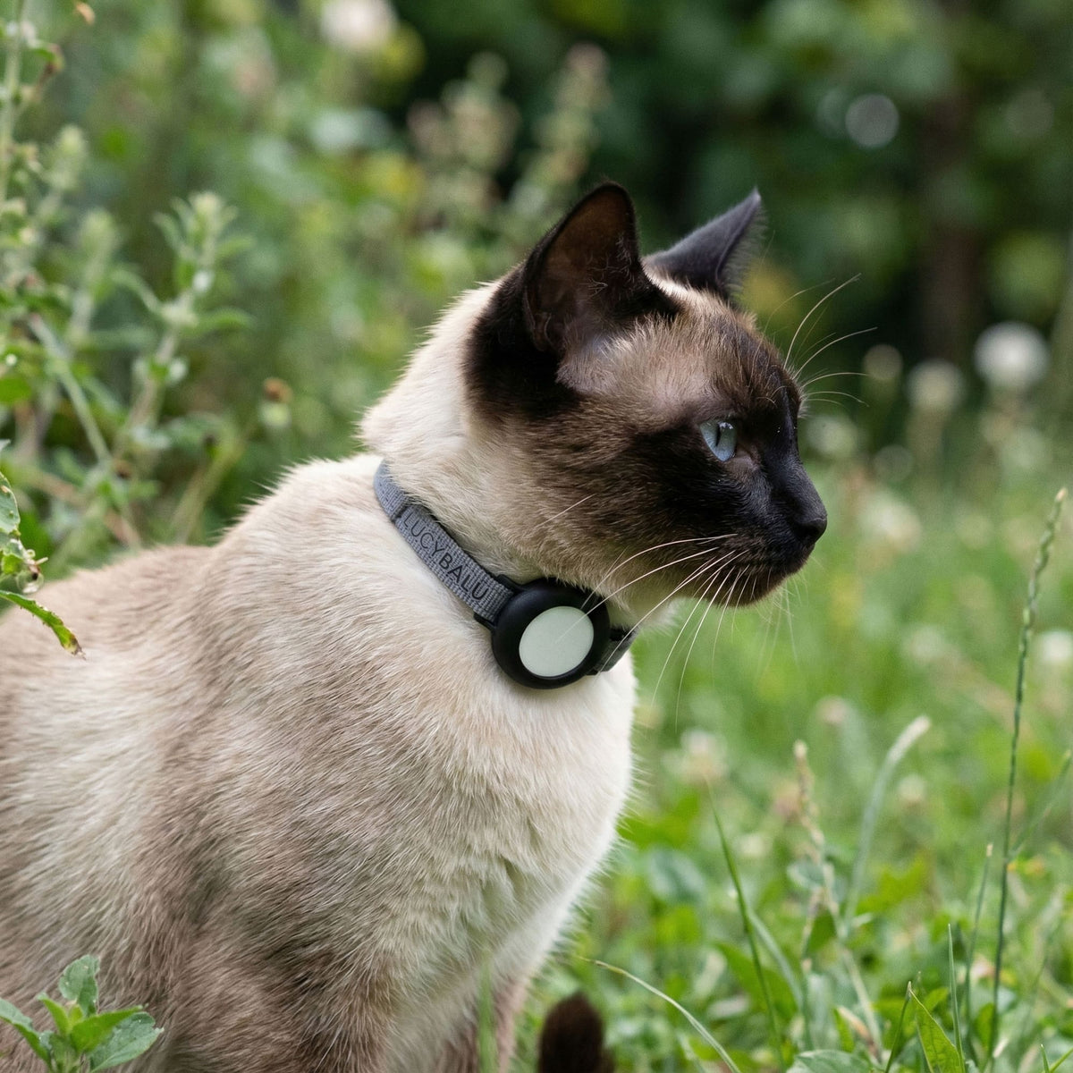 DORI AirTag Katzenhalsband (Nylon)