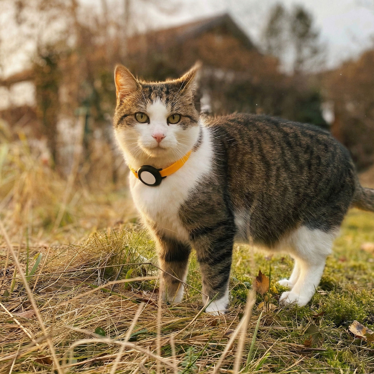 NEMO AirTag Katzenhalsband (Silikon)