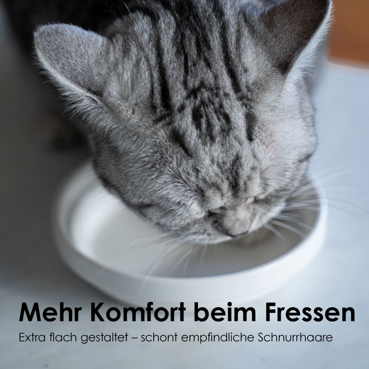 BOWL Porzellan Katzennapf
