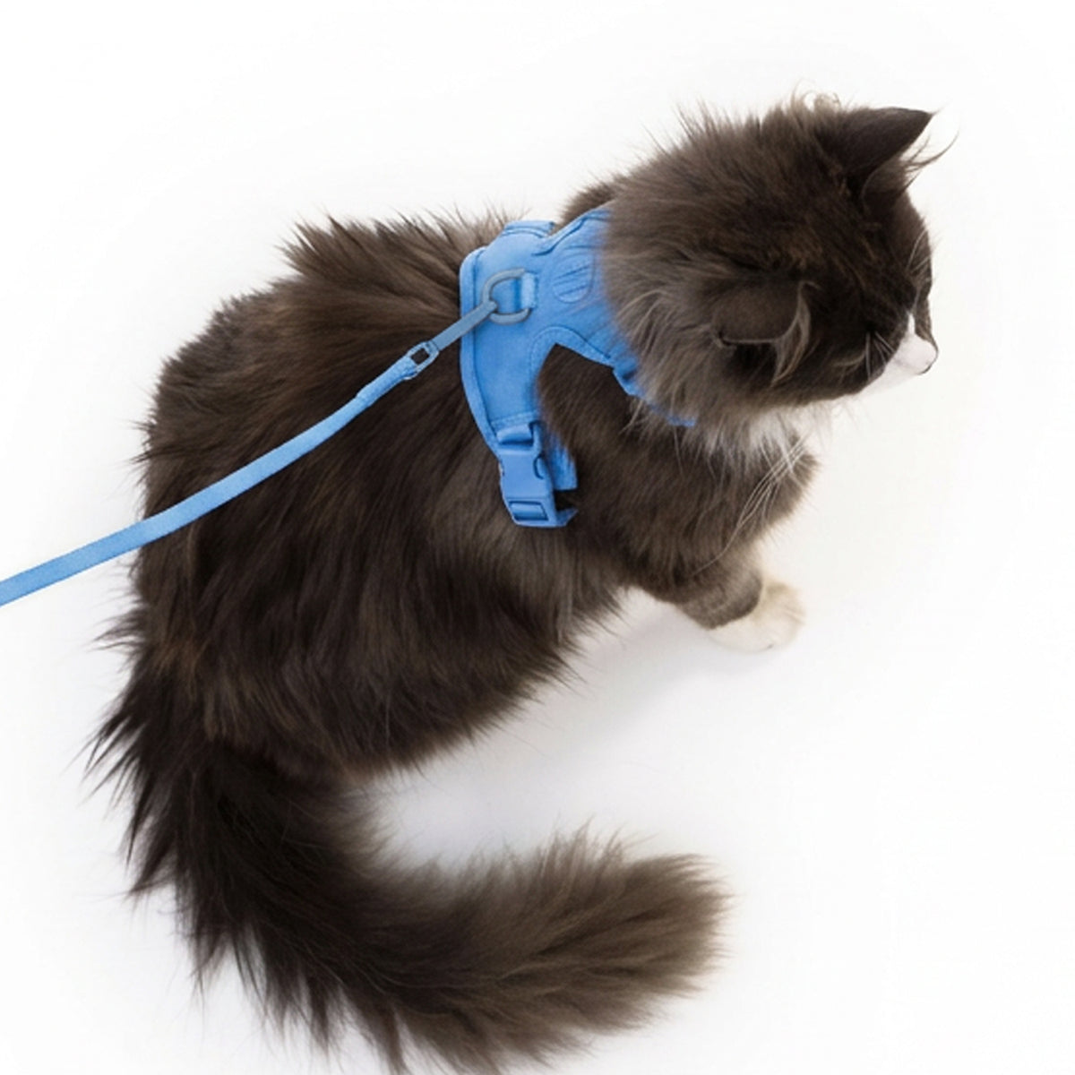 EXPLORER Katzengeschirr