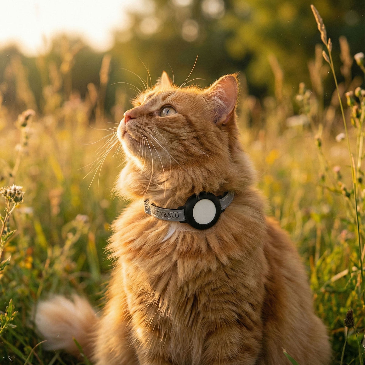 DORI AirTag Katzenhalsband (Nylon)