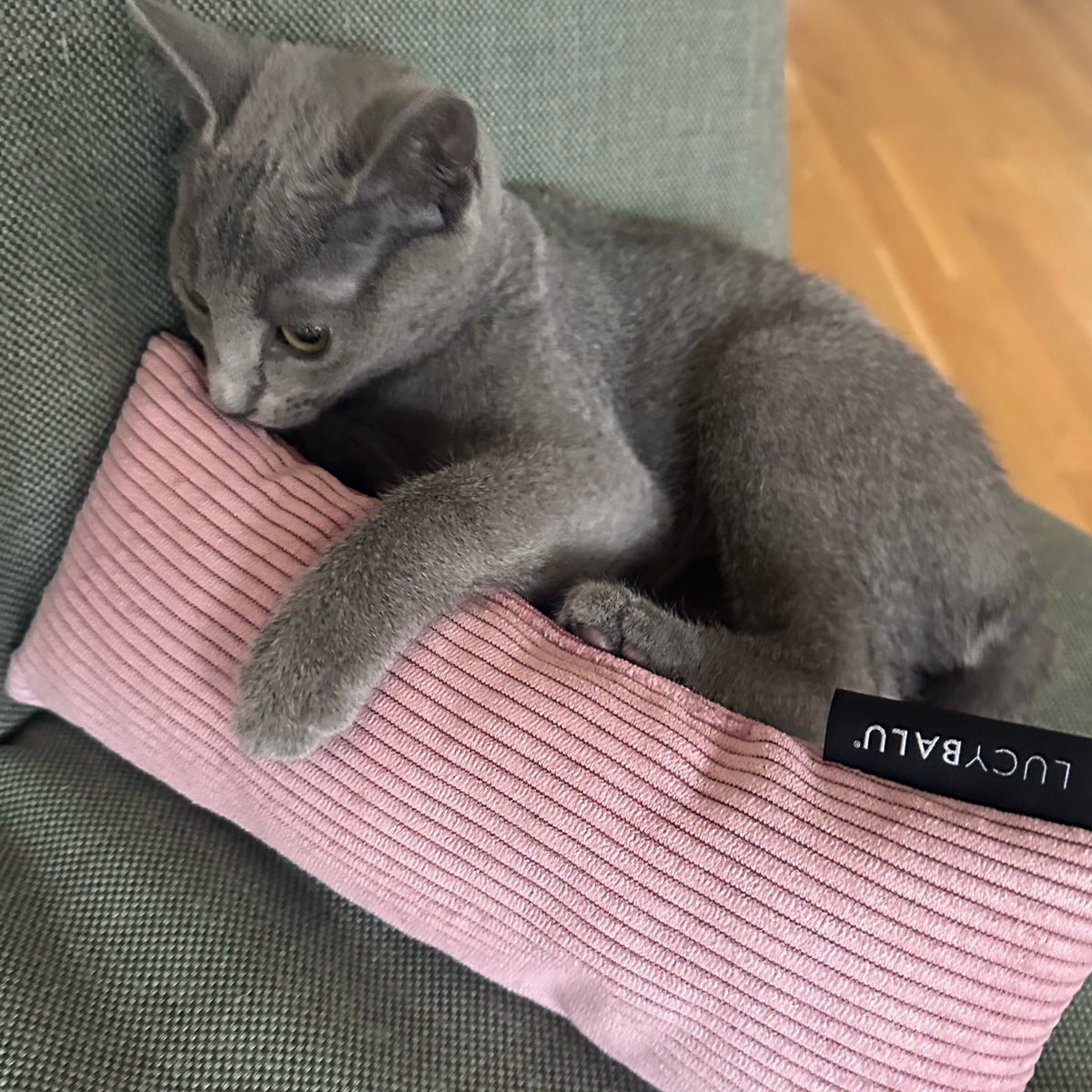 KICK BUNNY Katzenkissen mit Catnip