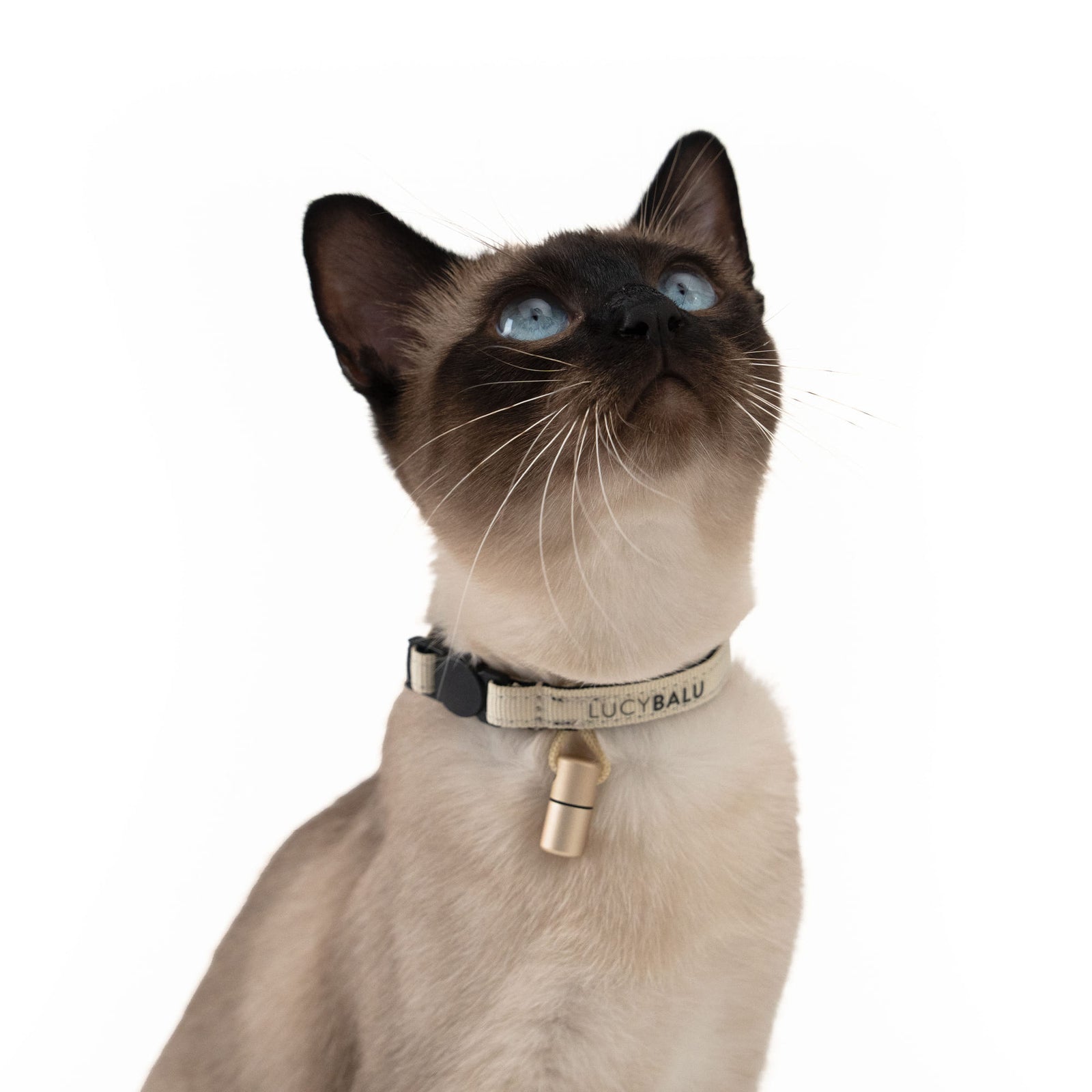 Siamkatze mit hellem Katzenhalsband und Adresskapsel – perfekter Look für stilbewusste Stubentiger.