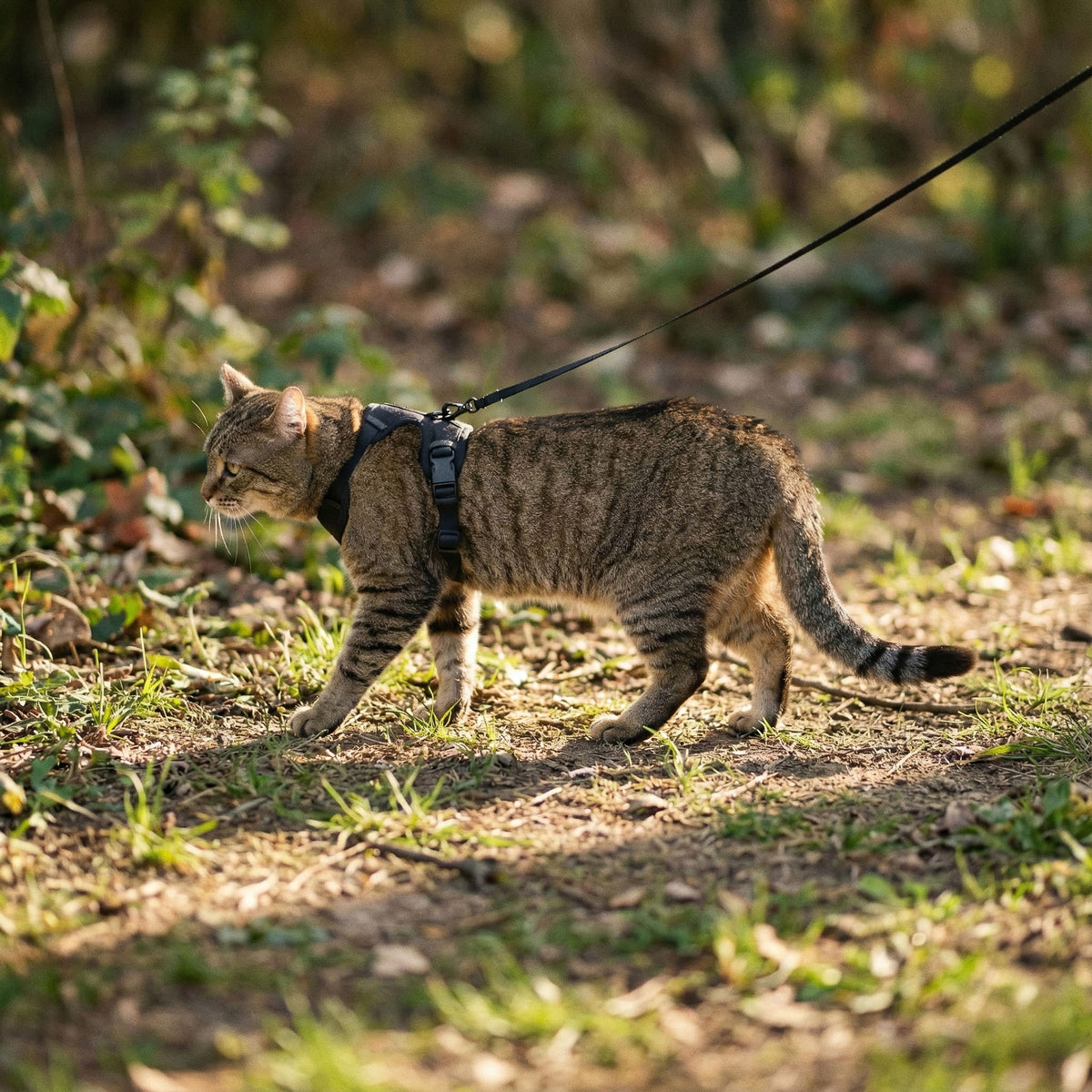 EXPLORER Katzengeschirr