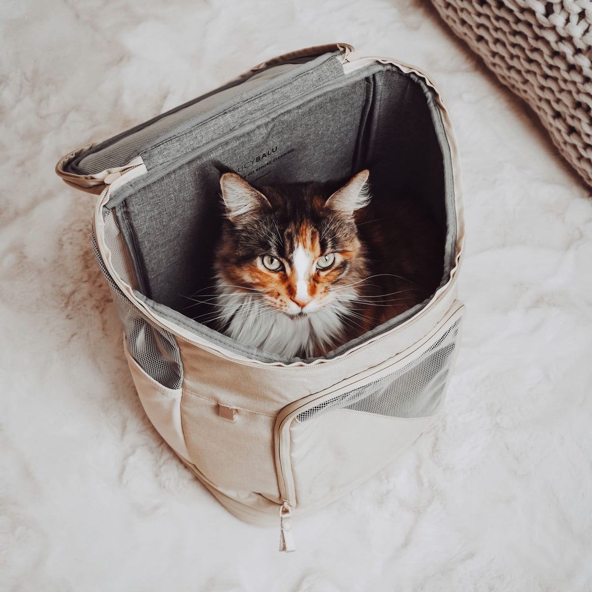 Katze transportieren im Katzenrucksack