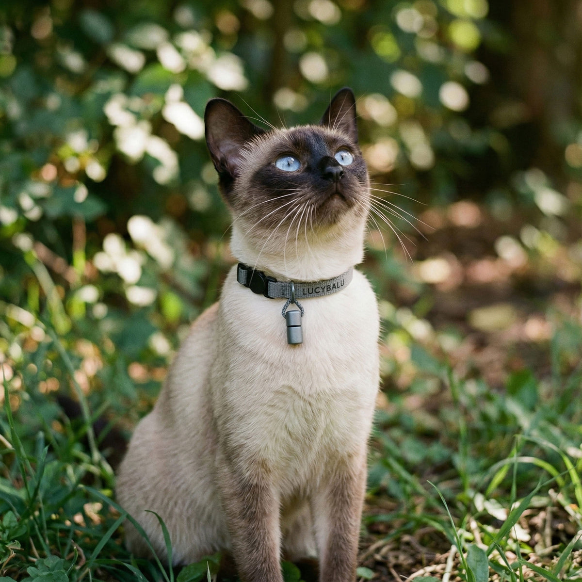 WILLY Katzenhalsband mit Namenskapsel