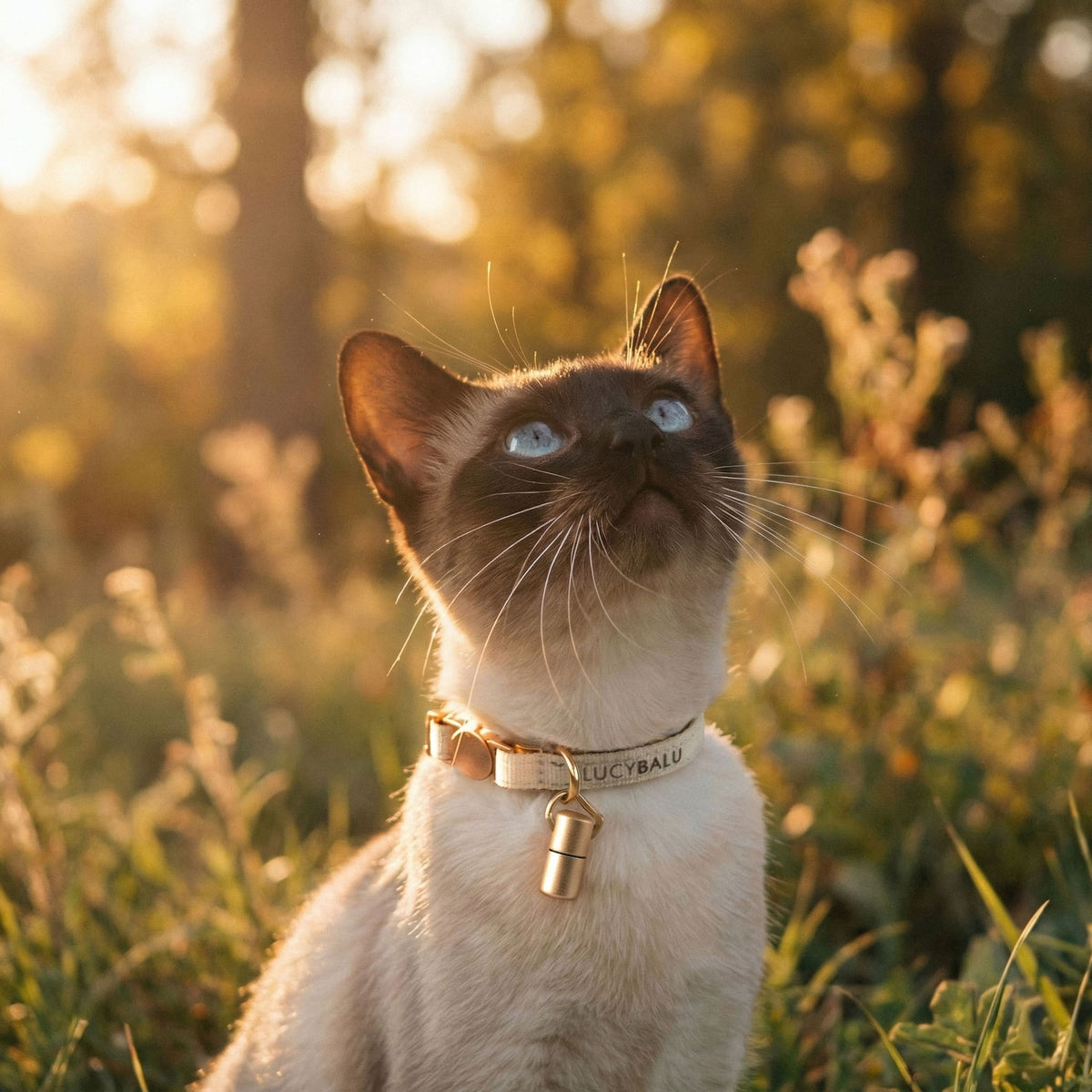 WILLY Katzenhalsband mit Namenskapsel