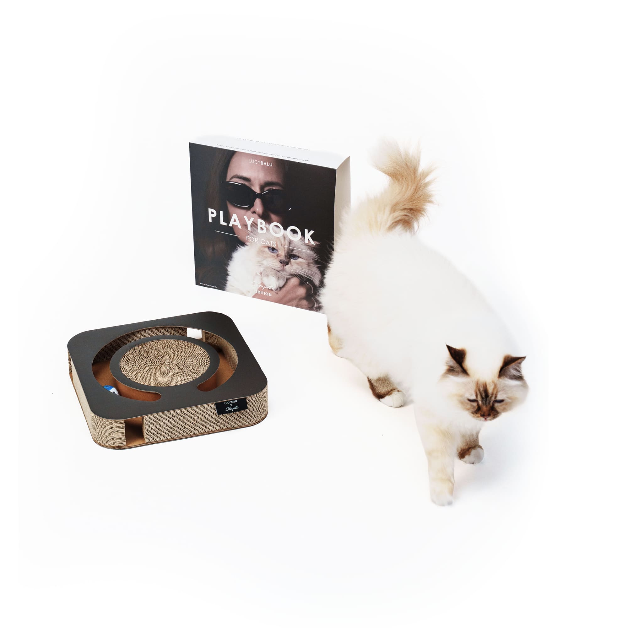 Katze erkundet das Playbook for Cats – Spiel, Kratzen und Design in einem Produkt vereint.