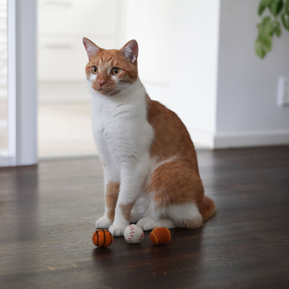 SUPER BALLS Katzenspielzeug