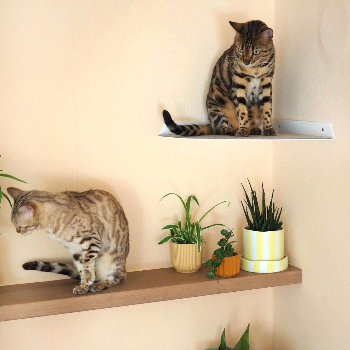 CORNER Banquette &amp; escalier de coin pour chat
