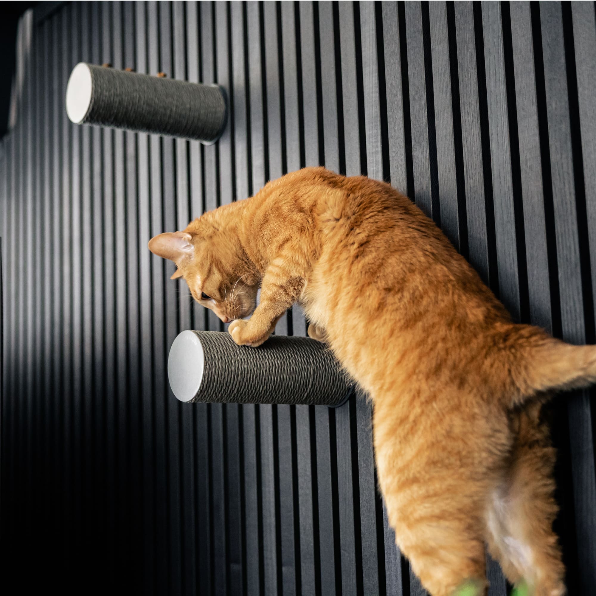 JUMPER LITE Kratzstamm