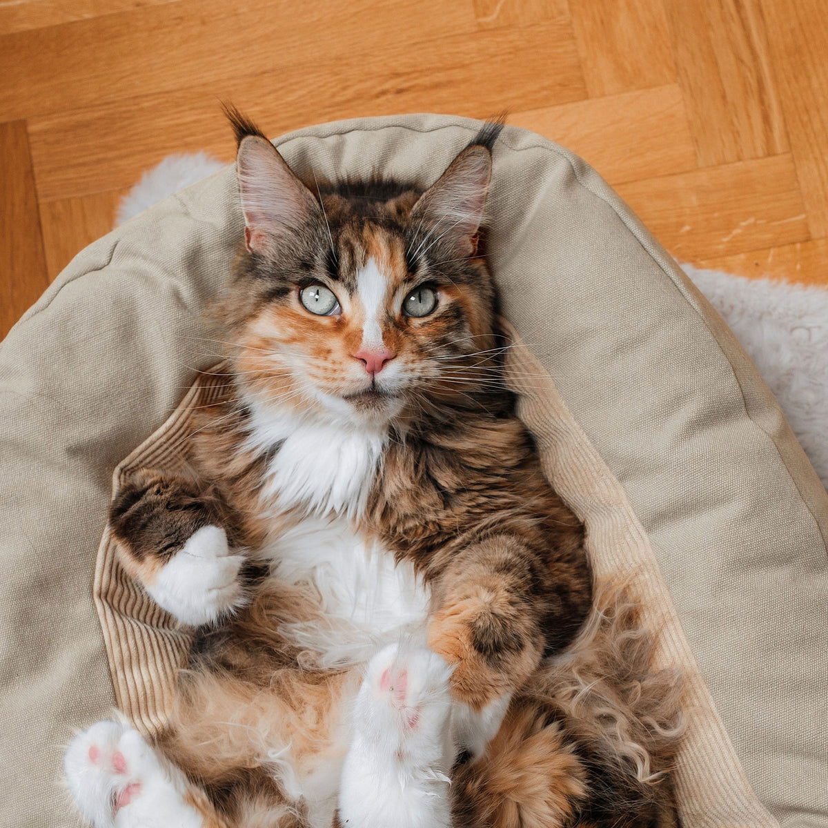 Katzenbett in Farbe Sand mit Katze