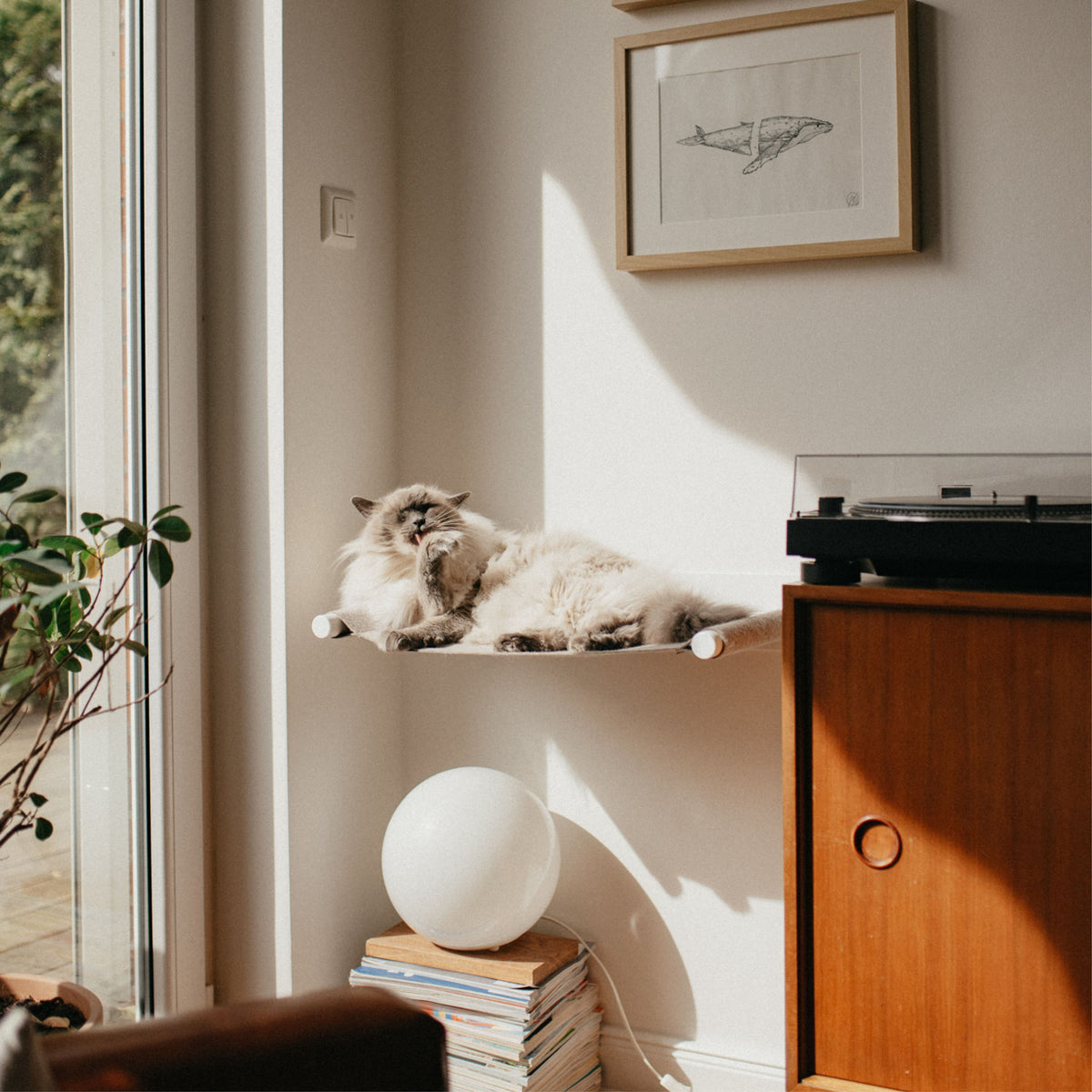 hängematte katzen LucyBalu - Katzenhängematte SWING aus Filz für die Wand