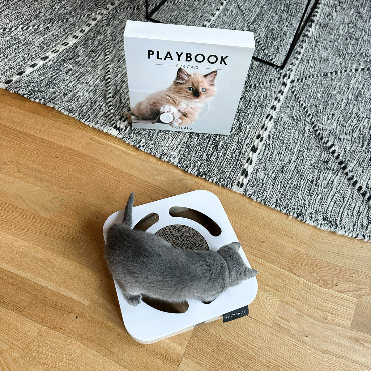 Katze betrachtet das LucyBalu Playbook, ein Katzen Kratzspielzeug im Table Book Look mit integrierter Kratzfläche und Ball im Inneren.