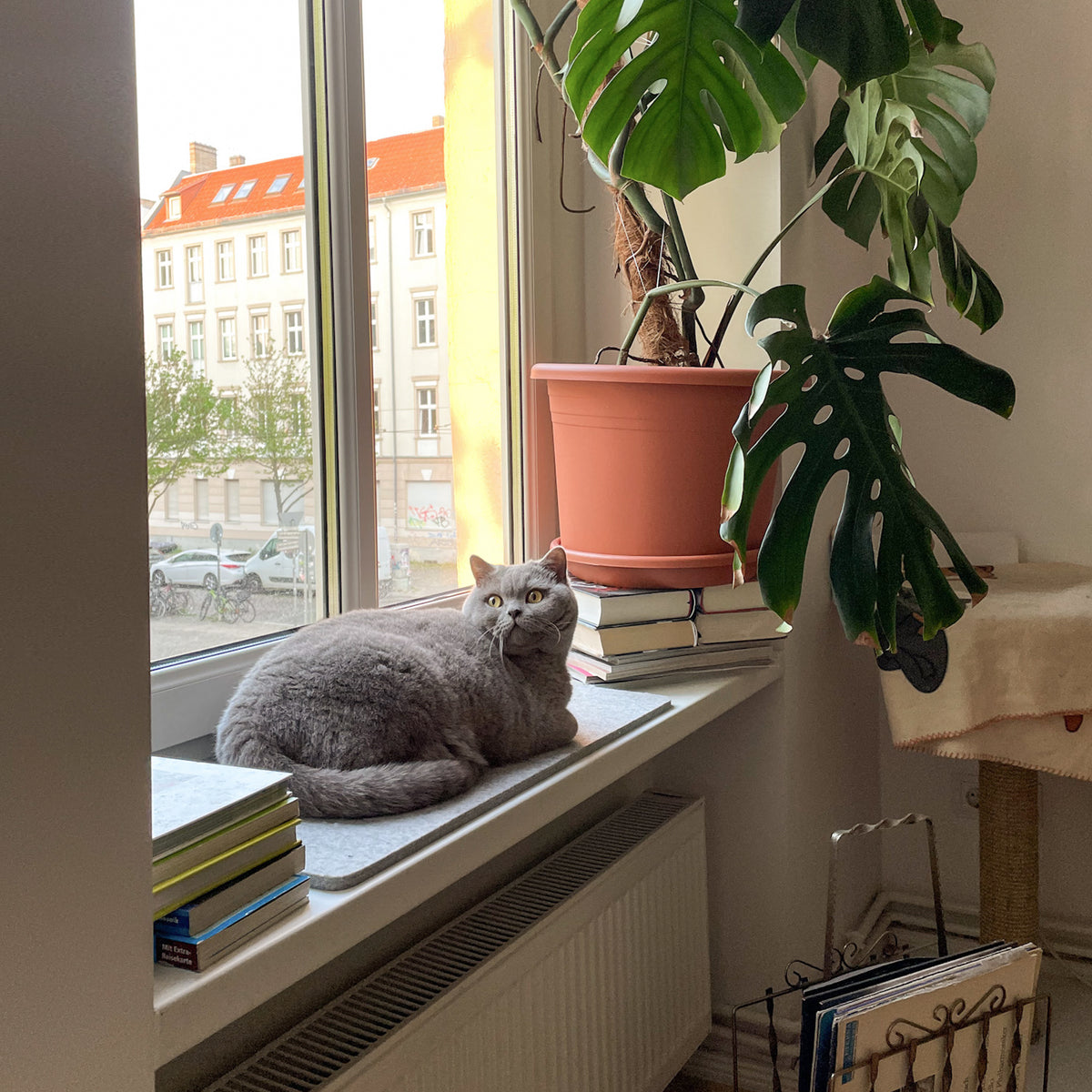 Fensterbankauflage Katze