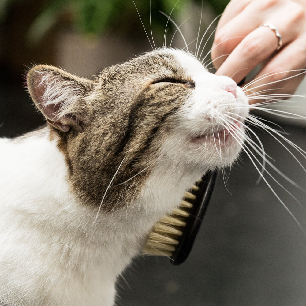 Katze Bürste Fellpflege Vegan