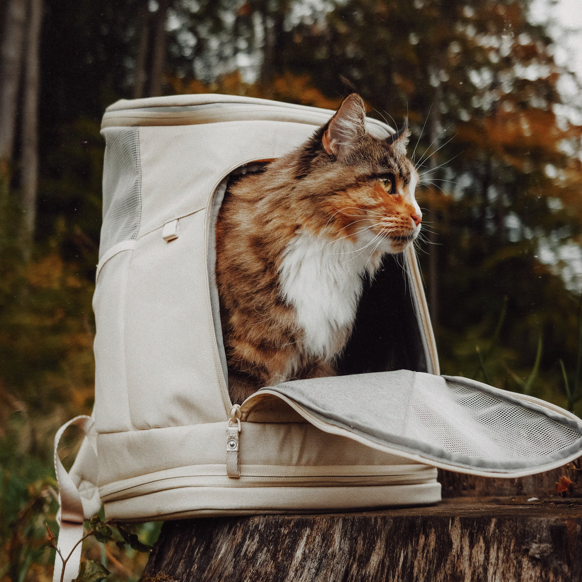 moderner Katzenrucksack mit großen Öffnungen