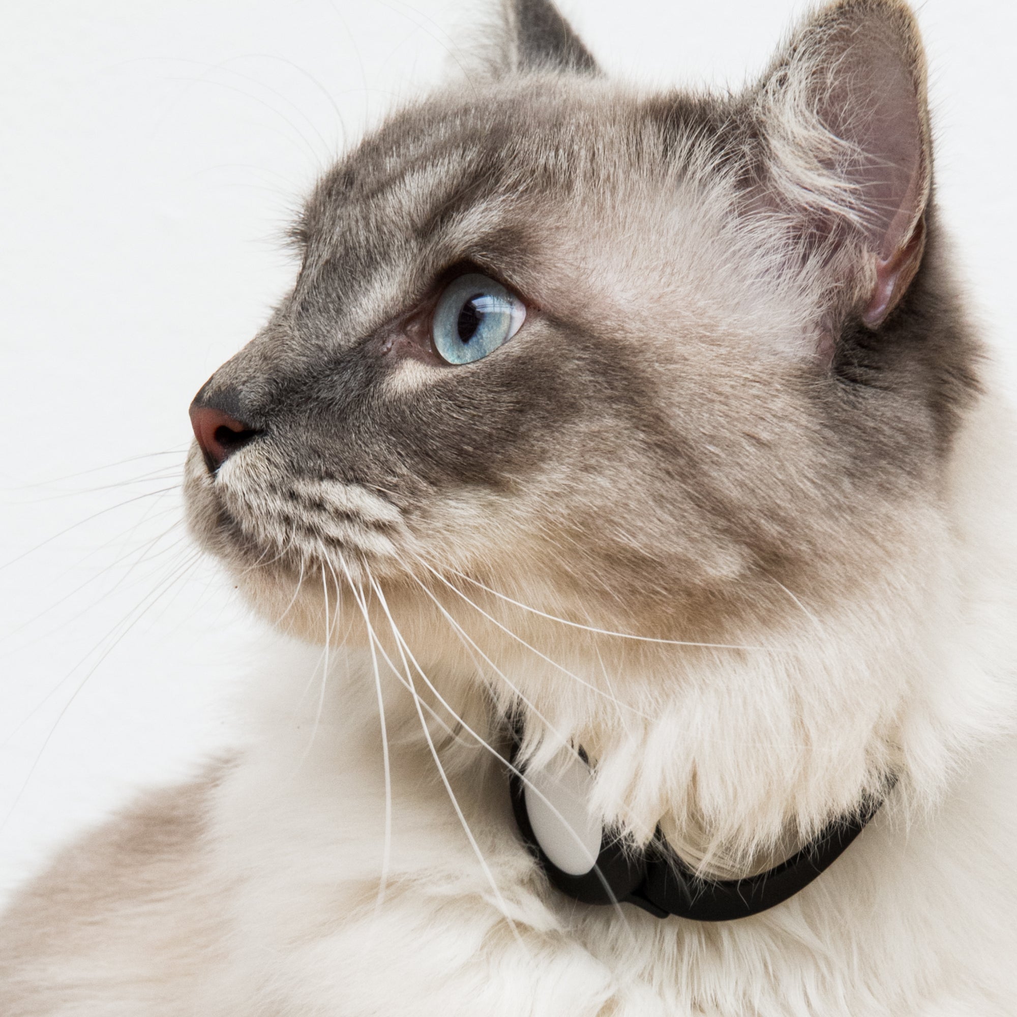 Noir) Collier pour chat Airtag, collier pour chat Airtag avec