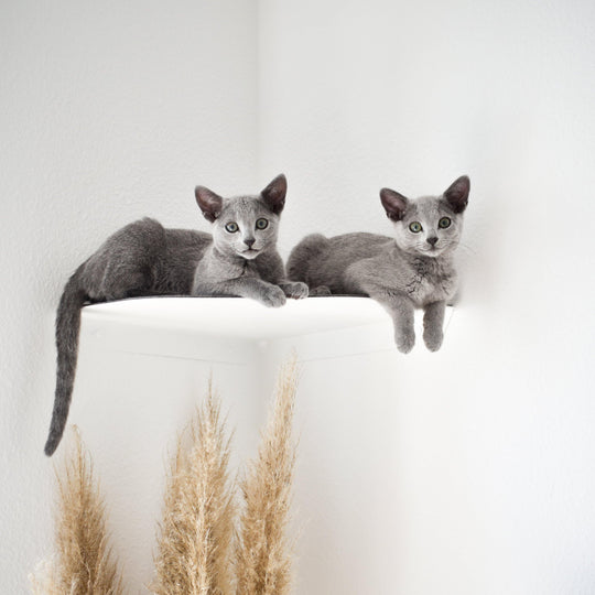 Wandliege Katze Ecke